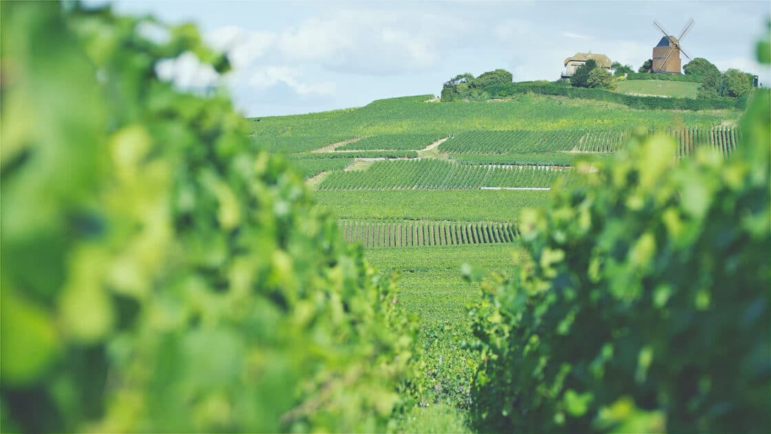 CIVC – Le Vin de Champagne